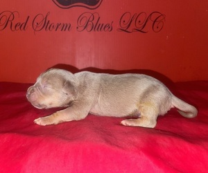 Medium American Bully