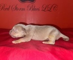Puppy Puppy 6 American Bully