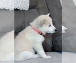 Small #1 Labrador Retriever-Siberian Husky Mix