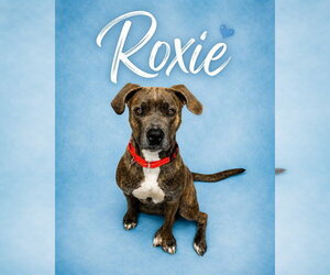 Mutt Dogs for adoption in Westminster, MD, USA