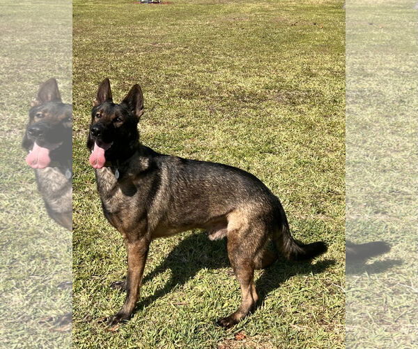 Medium Photo #3 German Shepherd Dog Puppy For Sale in Plantation, FL, USA