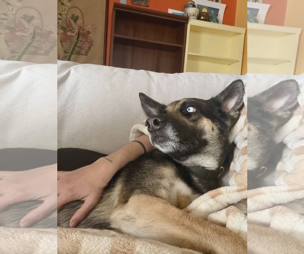 Medium Photo #3 German Shepherd Dog-Unknown Mix Puppy For Sale in phoenix, AZ, USA