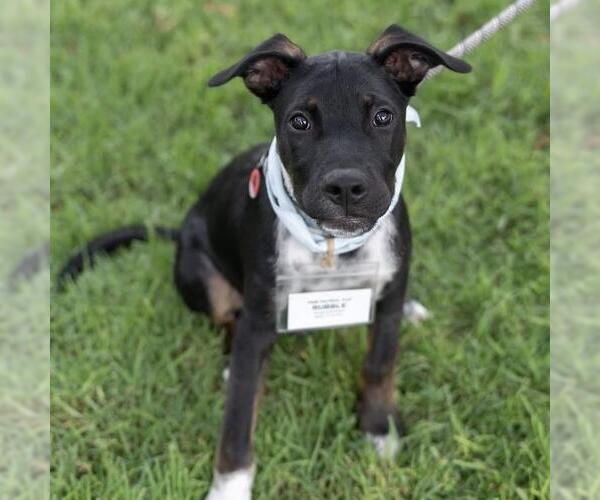 Medium Photo #12 Mutt Puppy For Sale in San Diego, CA, USA