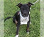 Small #11 Mutt
