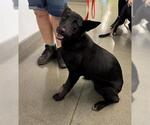 Small #1 German Shepherd Dog
