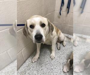 Labrador Retriever-Unknown Mix Dogs for adoption in Conroe, TX, USA