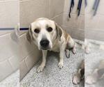 Small Labrador Retriever Mix