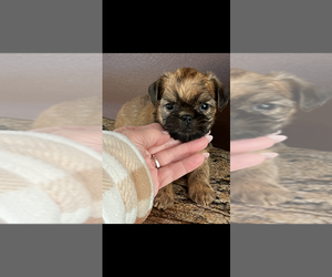 Brussels Griffon Puppy for Sale in NILES, Michigan USA