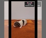 Small Photo #3 Yorkshire Terrier Puppy For Sale in TUCSON, AZ, USA