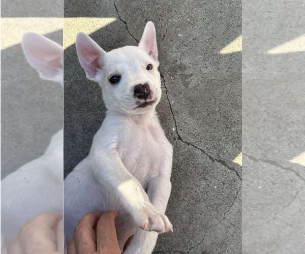Medium Photo #1 American Pit Bull Terrier-Australian Shepherd Mix Puppy For Sale in Newport Beach, CA, USA