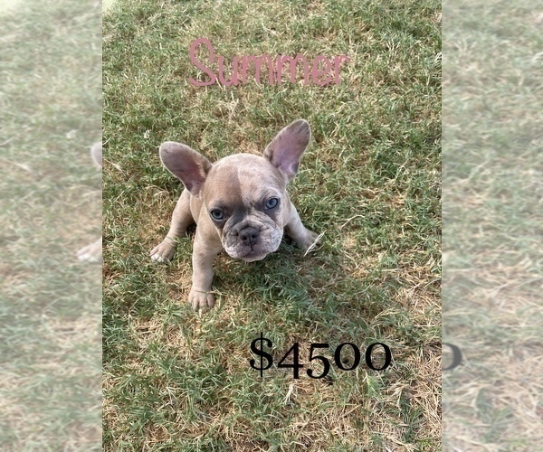 Medium Photo #1 French Bulldog Puppy For Sale in SCURRY, TX, USA