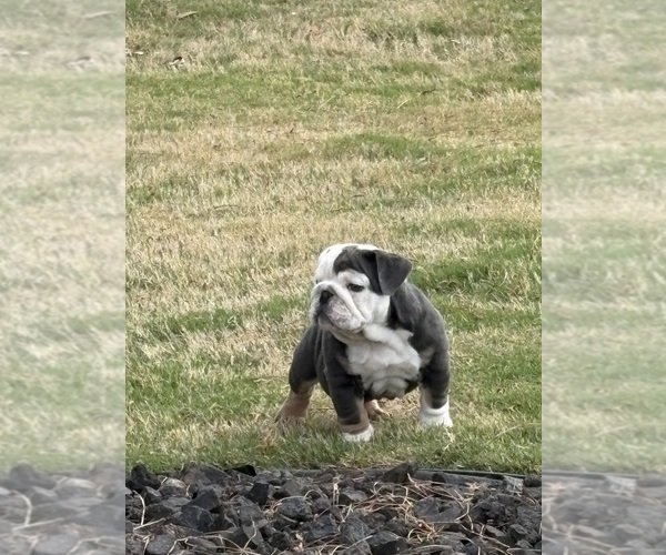 Medium Photo #25 Bulldog Puppy For Sale in MCDONOUGH, GA, USA