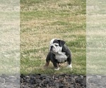 Small #24 Bulldog