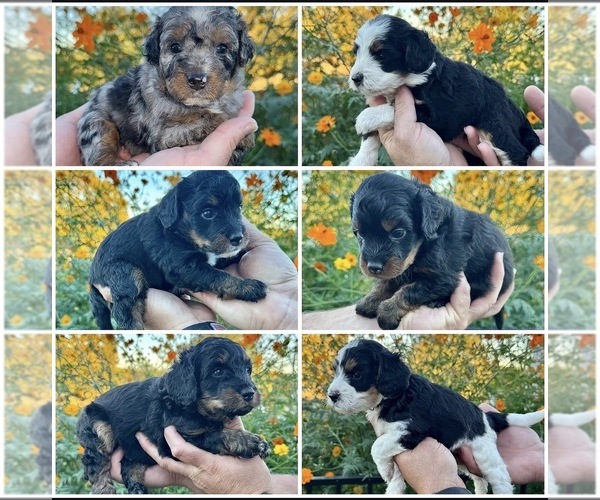 Medium Photo #2 Bernedoodle (Miniature) Puppy For Sale in ROCK HILL, SC, USA