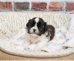 Small #6 Shih Tzu
