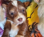Small #2 Bernedoodle (Miniature)