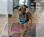 Small #1 Chihuahua Mix