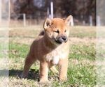Small Photo #5 Shiba Inu Puppy For Sale in ORONOGO, MO, USA