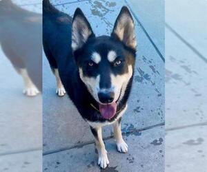 German Shepherd Dog-Siberian Husky Mix Dogs for adoption in Sacramento, CA, USA