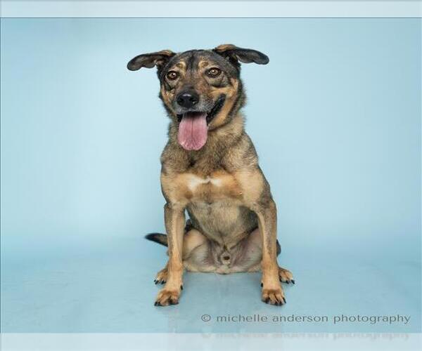 Medium Photo #3 German Shepherd Dog Puppy For Sale in Corona, CA, USA