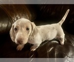 Puppy Dapple girl Dachshund