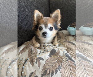 Scruffy & Zeus- bonded pair - Male Chihuahua-Unknown Mix Dog for Adoption - Photo #3