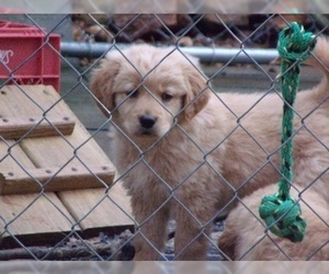 Golden Retriever Puppy for sale in BLAIRSVILLE, GA, USA