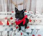 Small Photo #6 Chug Puppy For Sale in Kennesaw, GA, USA