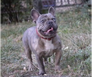 Father of the French Bulldog puppies born on 10/10/2021