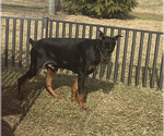 Small #7 Doberman Pinscher