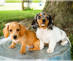 Dachshund Puppy for Sale in WAKARUSA, Indiana USA