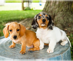 Image preview for Ad Listing. Nickname: Litter of 4