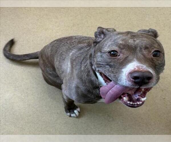 Medium Photo #1 American Pit Bull Terrier-Unknown Mix Puppy For Sale in Derwood, MD, USA
