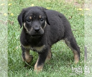 China - Female Labrador Retriever-Unknown Mix Dog for Adoption - Photo #3