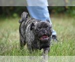 Small #4 Pug