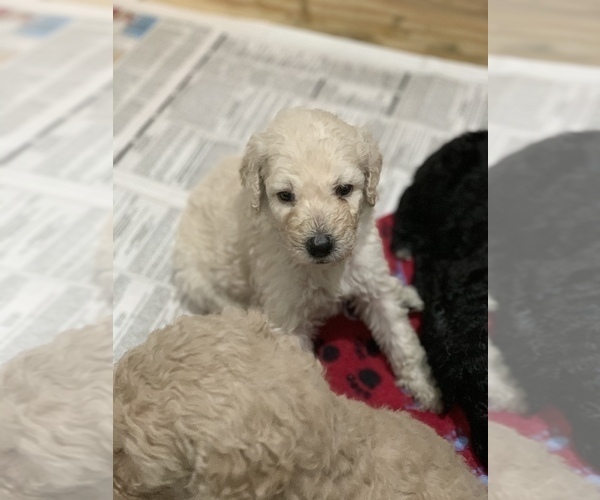 Medium Photo #2 Poodle (Standard) Puppy For Sale in TAMPA, FL, USA
