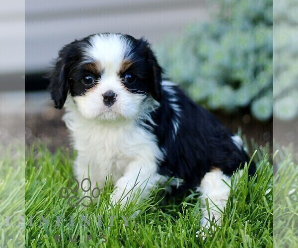 Medium Photo #4 Cavalier King Charles Spaniel Puppy For Sale in CHRISTIANA, PA, USA