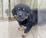 Small Photo #2 Rottweiler Puppy For Sale in AKRON, OH, USA