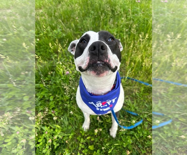 Medium Photo #2 American Pit Bull Terrier Puppy For Sale in Germantown, OH, USA