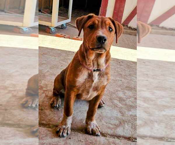 Medium Photo #1 Mutt Puppy For Sale in Vail, AZ, USA