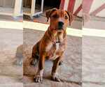Small Mutt