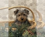 Small Photo #2 Yorkshire Terrier Puppy For Sale in CANOGA, NY, USA