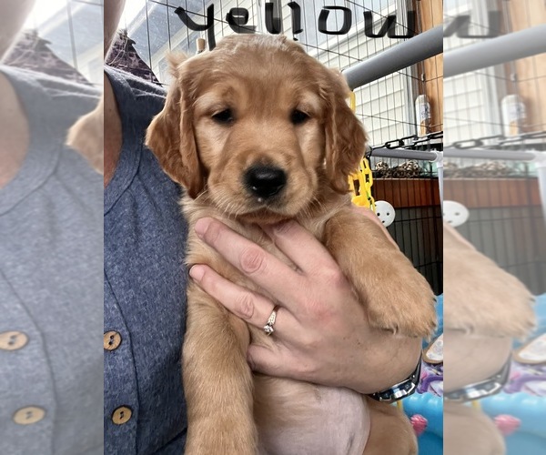 Medium Photo #2 Golden Retriever Puppy For Sale in BLOOMER, WI, USA