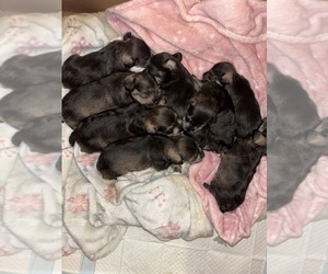 Schnauzer (Miniature) Puppy for sale in JACKSONVILLE, FL, USA