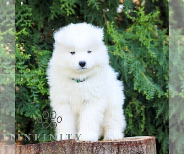 Medium Photo #4 Samoyed Puppy For Sale in LITITZ, PA, USA