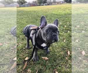 Medium French Bulldog