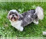 Small #1 Shih Tzu