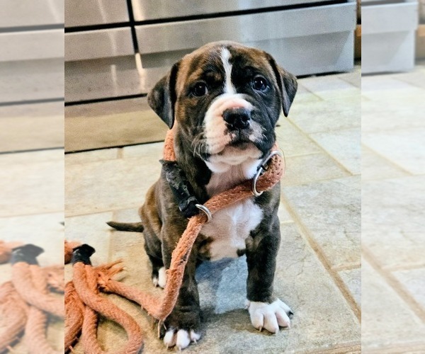Medium Photo #1 Alapaha Blue Blood Bulldog Puppy For Sale in SHELOCTA, PA, USA