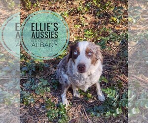 Mother of the Miniature Australian Shepherd puppies born on 02/24/2026