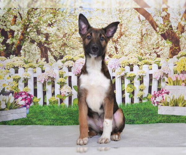 Medium Photo #1 German Shepherd Dog-Unknown Mix Puppy For Sale in Oroville, CA, USA